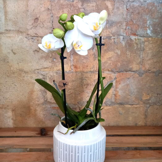 Orquidea blanca en maceta ceramica de diseno