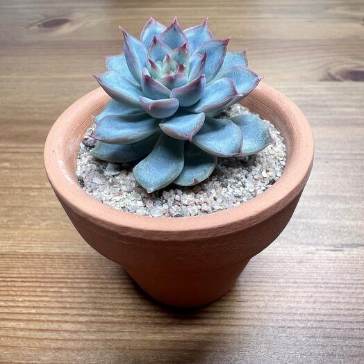 Эхеверия пулидонис (Echeveria pulidonis)