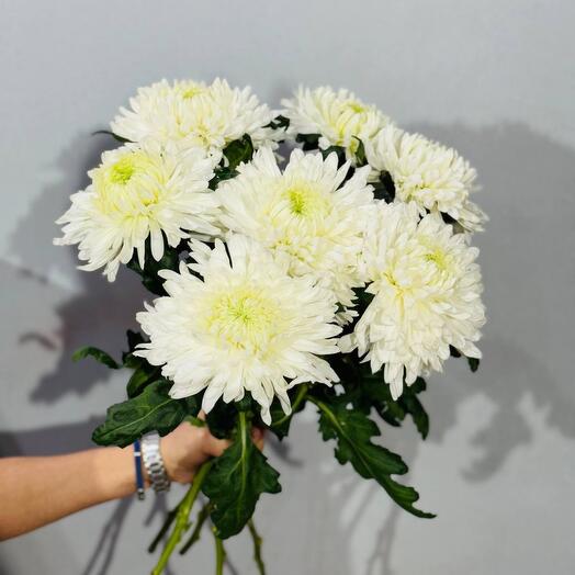 Букет белых хризантем одноголовых без упаковки