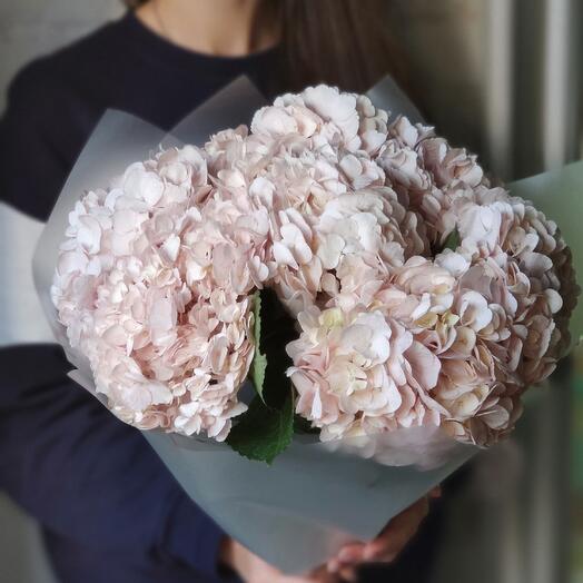 Гортензия Соло 7 (розовая) Hydrangea Solo 7 (pink)