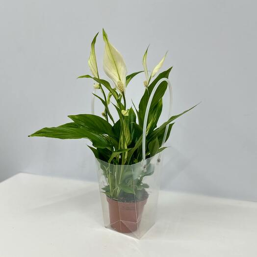 Spathiphyllum