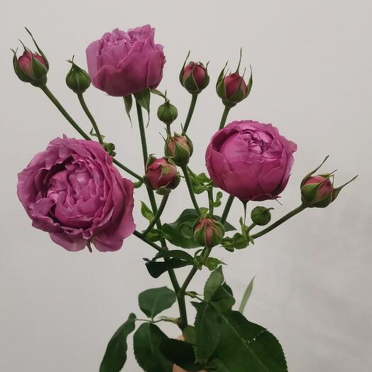 Rose bushy peony-shaped