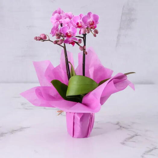 Pink Charm: 2 Stem Mini Orchid Plant in Elegant Wrapping | Mini Phalaenopsis Orchid Plant