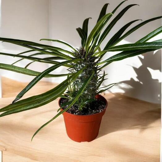Pachypodium lamerei