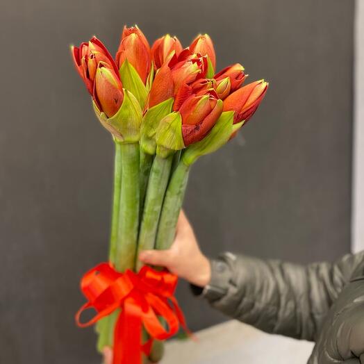 Амариллис красный