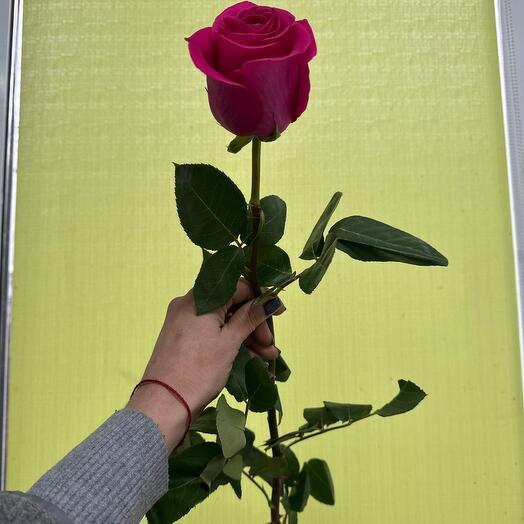 Роза «Пинк Флоид»