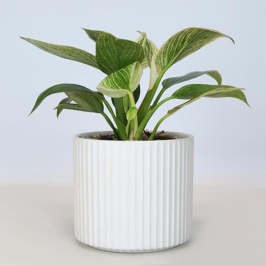 Philodendron Birkin in a ceramic planter, D-12