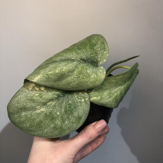 Сциндапсус Сильвер Тату S