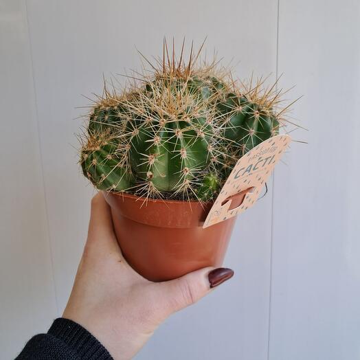 Кактус CACTI 9шт