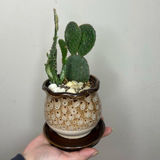 Микс кактусов 🌵