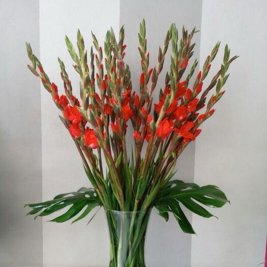 Gladioli bouquet of gladioli