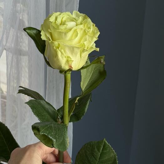 Роза белая Эквадор