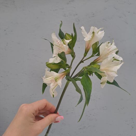Белая альстромерия