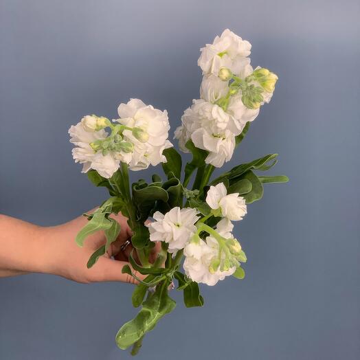 Матиолла кустовая белая