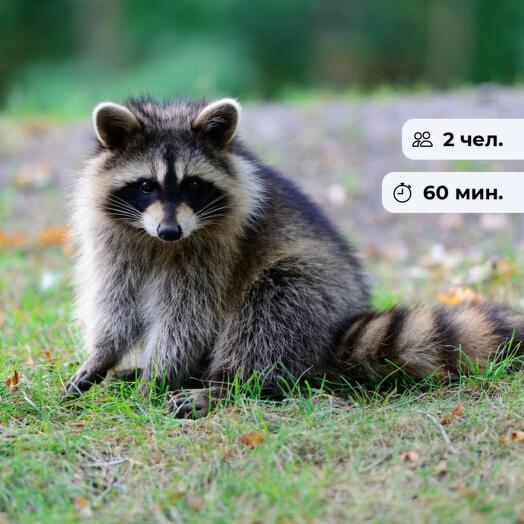 Adventures with raccoons. Visit to the raccoon cafe