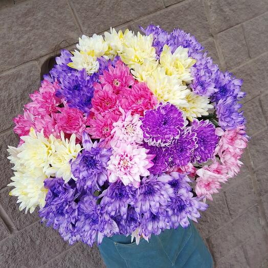 Colored bush chrysanthemum