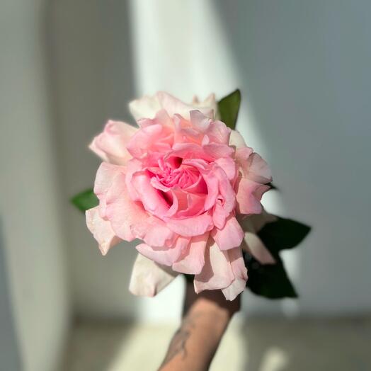 Ажурная Роза