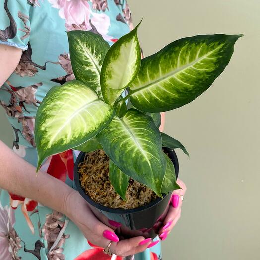 Диффенбахия в стильном пластиковом кашпо