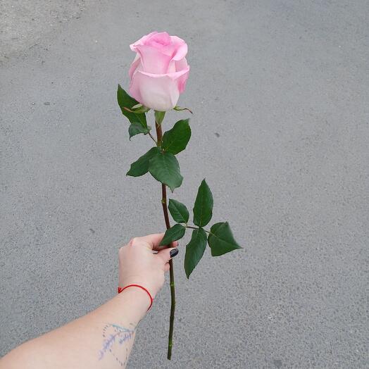 Роза нежно розовая