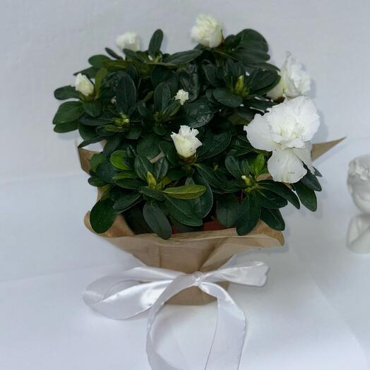 Белоснежная Азалия