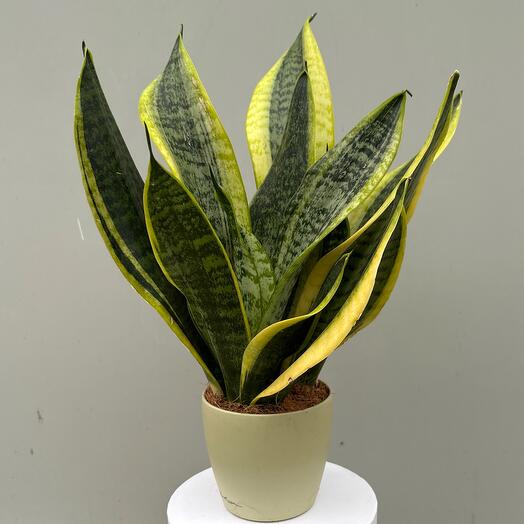 Sansevieria Сансевиерия Лауренти в кашпо Lechuza
