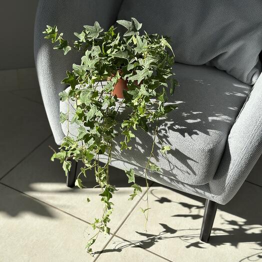 Хедера