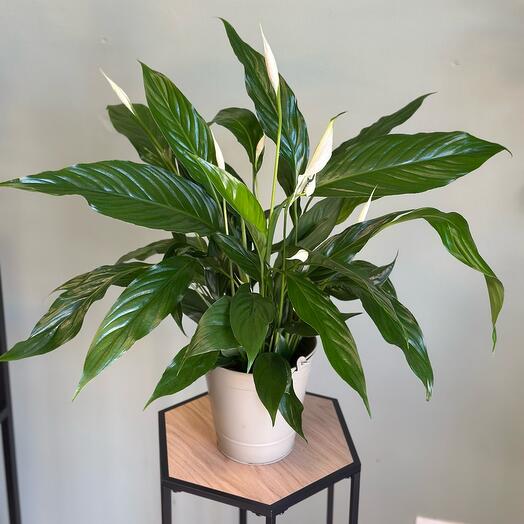 Спатифиллум