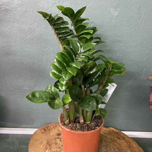 Долларовое дерево