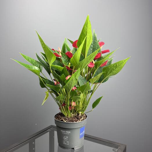 SUNFLOR