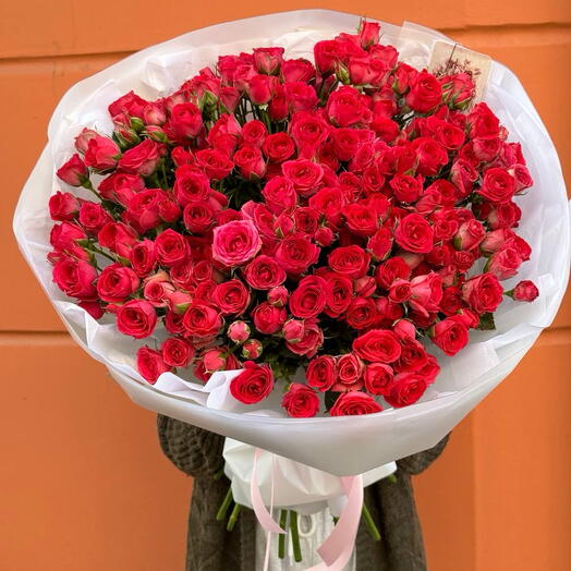Rosas de arbusto MISS CHERRY XL
