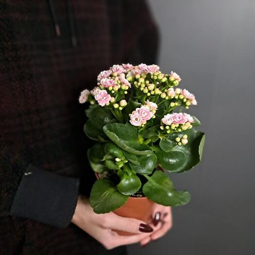 Каланхоэ (Бело-розовый)