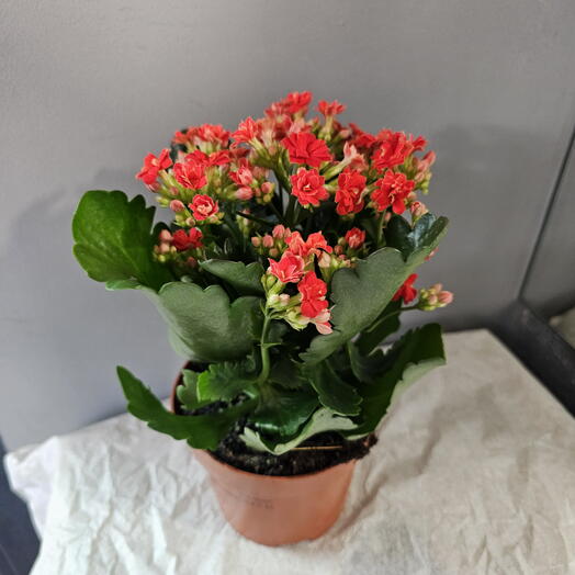 Каланхое красный