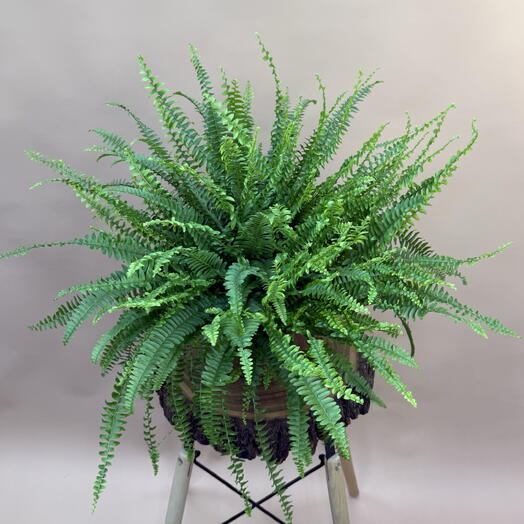 Папоротник Нефролепис