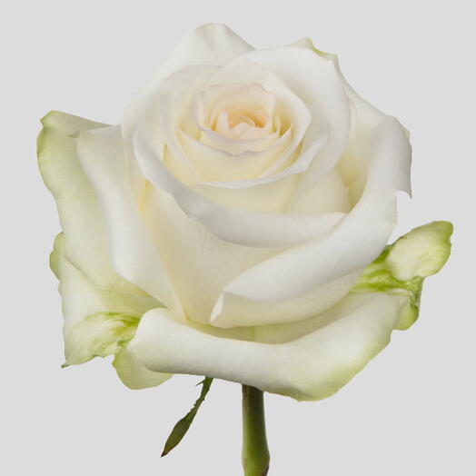 Пионовидная роза Кэнди Лайт