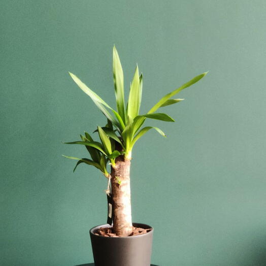 Пальма юкка в кашпо