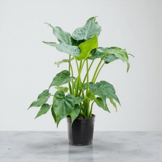 Alocasia