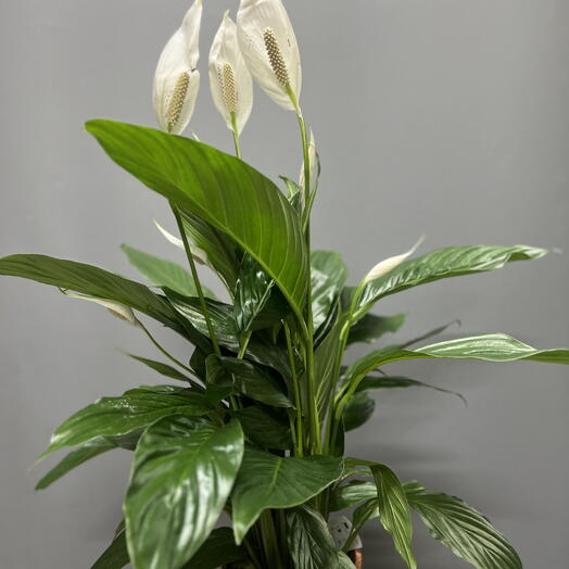 Спатифиллум