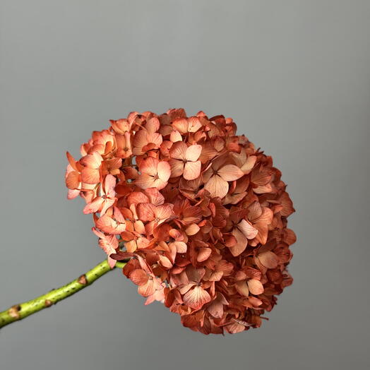 Гортензия ярко оранжевая