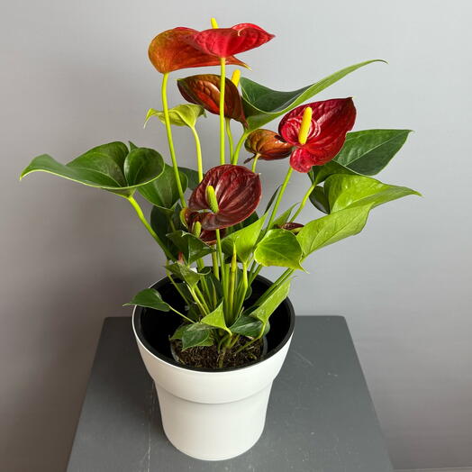 Яркий Антуриум в белом горшке - комнатный цветок в подарок 🎁