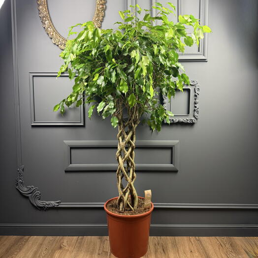 Фикус высокий  Бенджамина цилиндр D 31 Высота 140 см