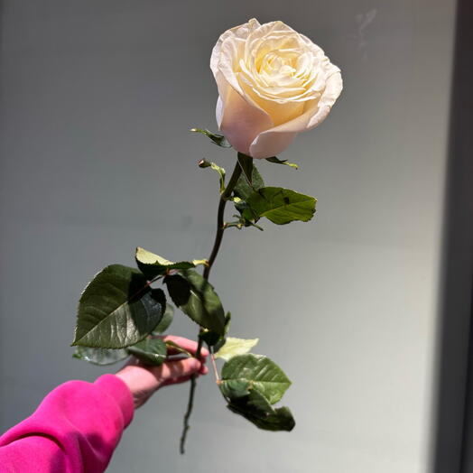 Роза белая «Мондиаль»