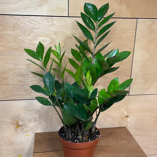 Замиакулькас мал