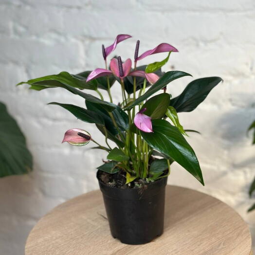 Антуриум Зизу