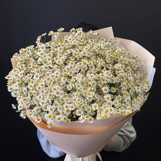 Сhamomile (Matricaria)