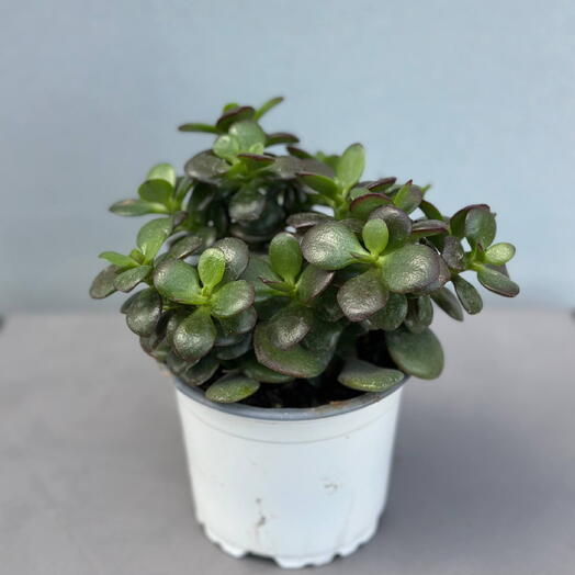 Крассула (CRASSULA OVATA 10/25)