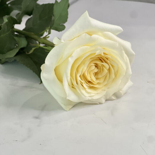 Роза Кэндллайт