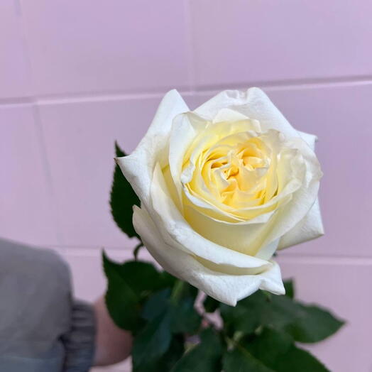 Роза пионовидная канделайт