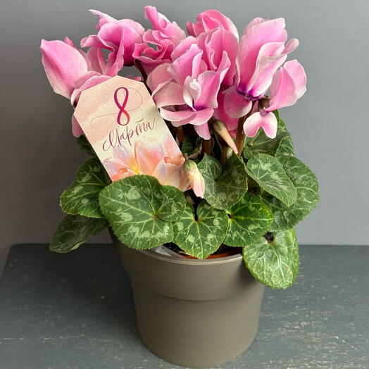 Цикламен бело - розовый в стильном горшке и открытка 8 марта 💝☘️