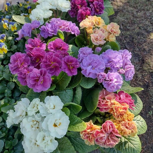 Przymula Belerina qutuda 15 ədəd