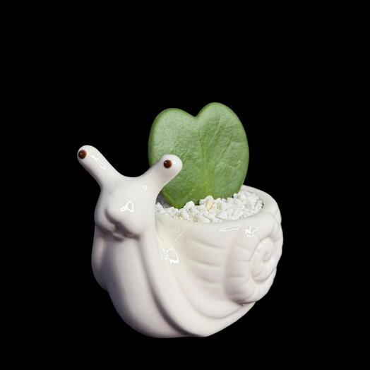 Суккулент в кашпо Сердечко Хойя Керри